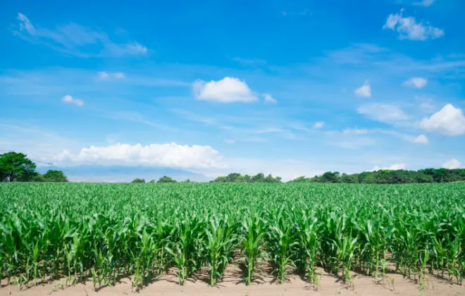 当社が強みとする野菜栽培の特徴